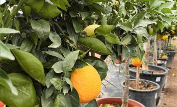 Frutales