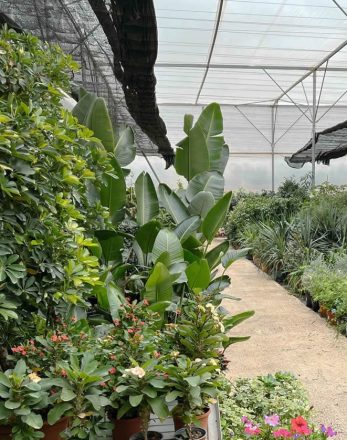 Plantas de exterior