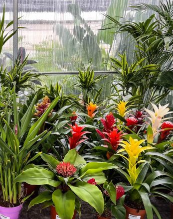 Plantas de interior